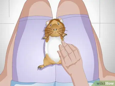 Image titled Spot Foot Sores on Guinea Pigs Step 5