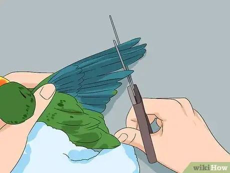 Image titled Groom Lories and Lorikeets Step 13