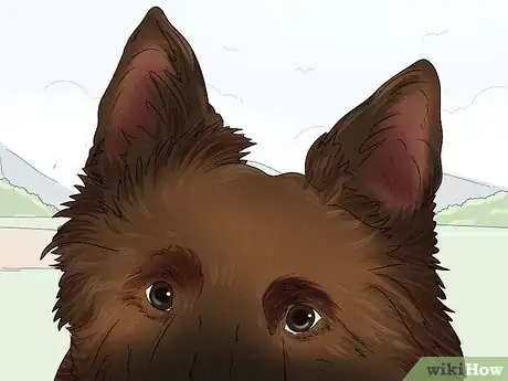 Image titled Identify a Belgian Sheepdog Step 3