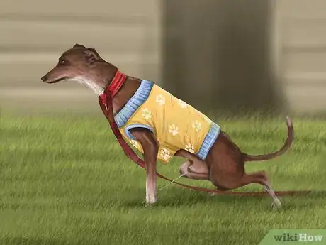 Image titled Care for a Greyhound Step 6