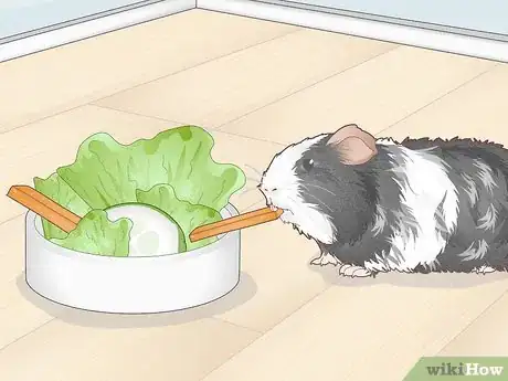 Image titled Prevent Your Guinea Pig from Becoming Sick Step 3