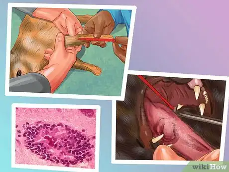 Image titled Treat Feline Stomatitis Step 11