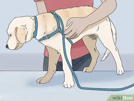 Image titled Walk a Dog on a Leash Step 3