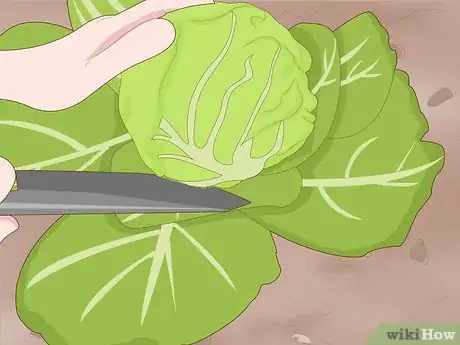 Image titled Grow a Cabbage Step 13