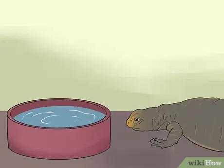Image titled Care for Uromastyx Lizards Step 10