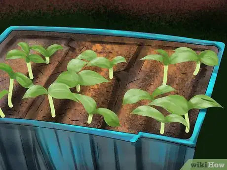 Image titled Germinate Seeds with Humidity Step 4