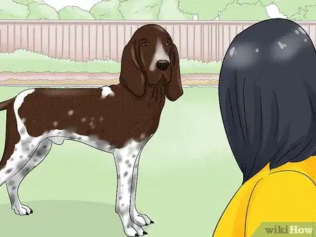 Image titled Identify a Bracco Italiano Step 11
