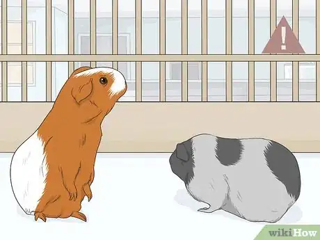 Image titled Care for a Guinea Pig After Neutering Step 8