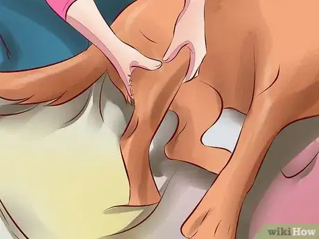 Image titled Treat Arthritis in Dogs Step 10