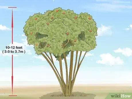 Image titled Prune Pomegranate Trees Step 11