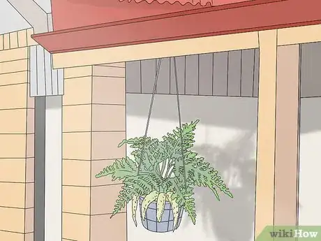 Image titled Grow a Rabbit Foot Fern Step 5