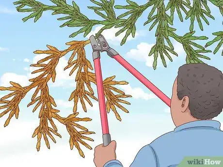 Image titled Prune Evergreen Trees Step 1