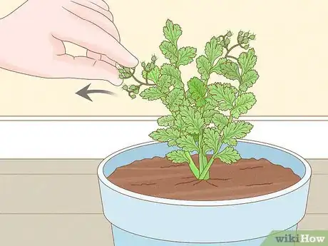 Image titled Pick Coriander Step 4
