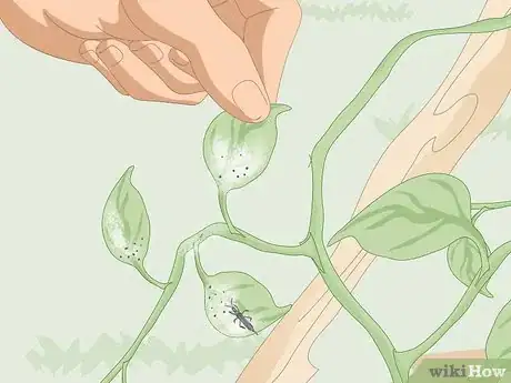 Image titled Kill Thrips Step 6