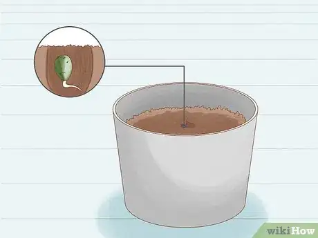 Image titled Grow Royal Gorilla Step 8