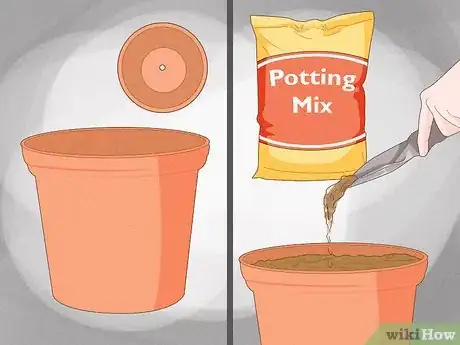 Image titled Grow a Topiary Step 16