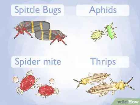 Image titled Care for Limelight Hydrangeas Step 17