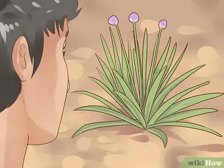 Image titled Grow Chives Step 3