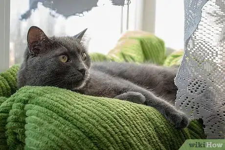 Image titled Get Along With Your Cat Step 8