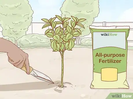 Image titled Grow Ruscus Step 5