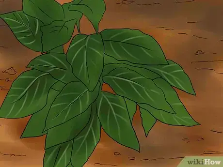 Image titled Overwinter Lily Bulbs Step 8