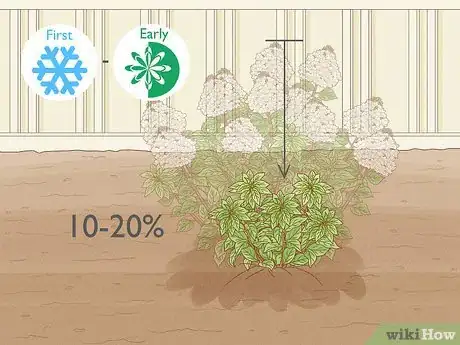 Image titled Care for Limelight Hydrangeas Step 12