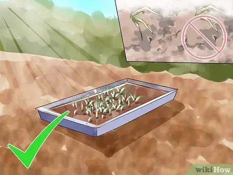 Image titled Grow Onions from Seed Step 7