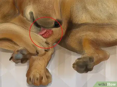 Image titled Treat a Dog for Rabies Step 12