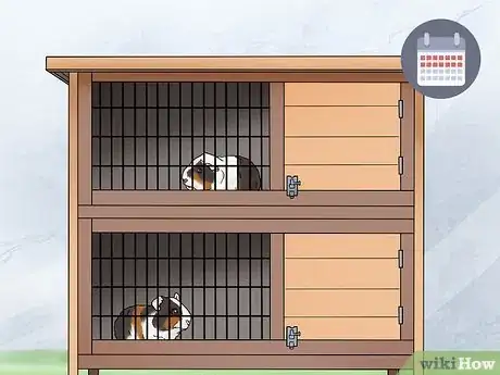 Image titled Choose a Guinea Pig for Breeding Step 15