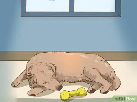 Image titled Manage Cognitive Dysfunction in Senior Dogs Step 15