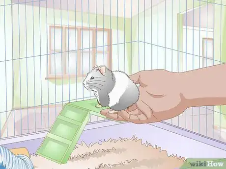 Image titled Deal With a Mean Hamster Step 14