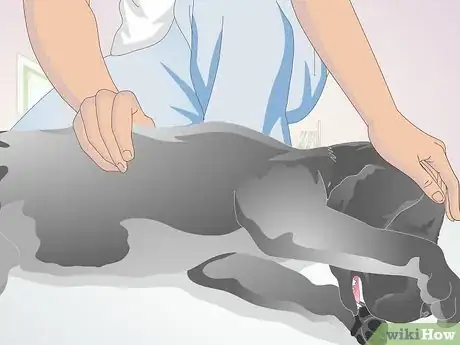 Image titled Perform CPR on a Dog Step 12