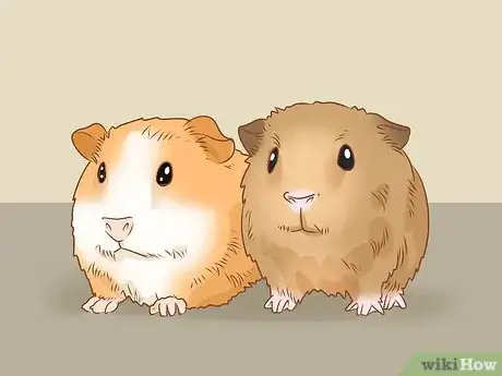 Image titled Get Your Guinea Pig to Eat a Treat Out of Your Hand Step 6