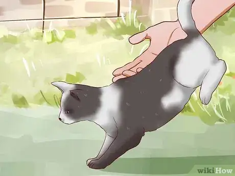 Image titled Keep a Cat from Becoming Fat and Lazy Step 12