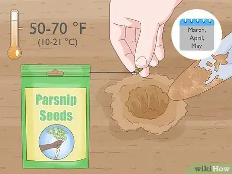 Image titled Plant Parsnips Step 1