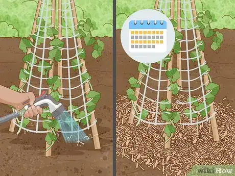 Image titled Grow Runner Beans Step 14