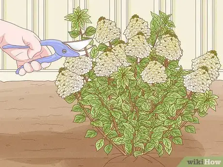 Image titled Care for Limelight Hydrangeas Step 14