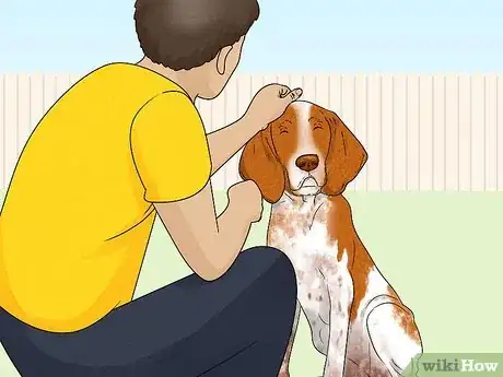 Image titled Identify a Bracco Italiano Step 12