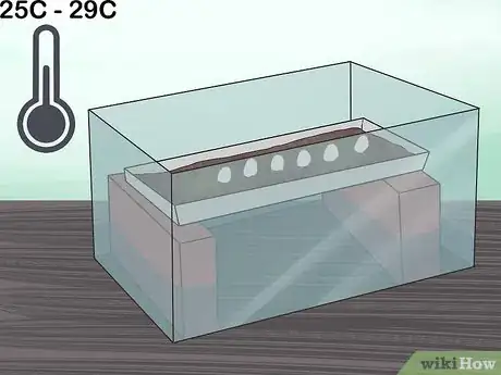 Image titled Take Care of Lizard Eggs Step 12