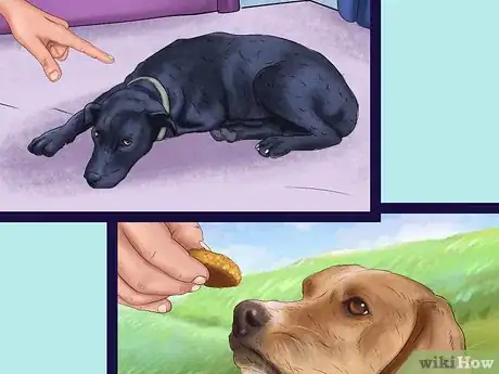 Image titled Avoid Confusing a Dog During Training Step 7