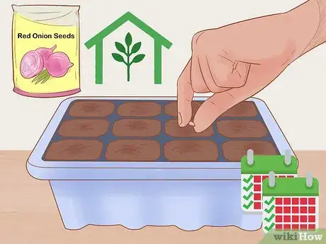 Image titled Grow Red Onions Step 1