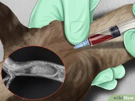 Image titled Prevent Heartworm in Ferrets Step 10