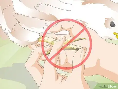 Image titled Treat Frostbite in Chickens Step 5