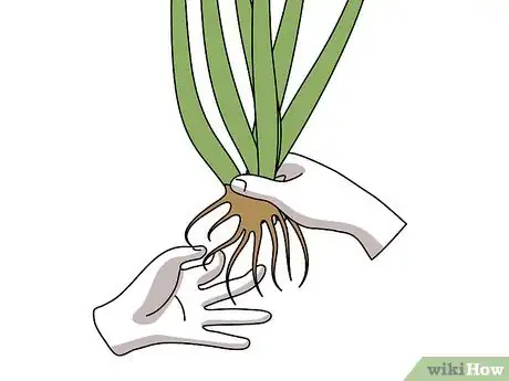 Image titled Grow Pampas Grass Step 07