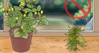 Grow Evening Primrose