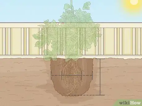 Image titled Propagate Hollyhocks Step 21