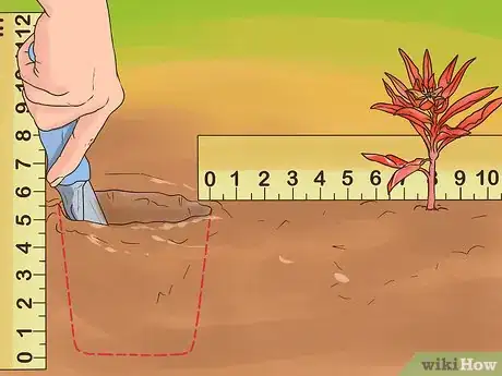 Image titled Grow Evening Primrose Step 6