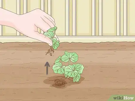 Image titled Propagate Hollyhocks Step 17