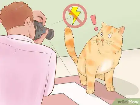 Image titled Take Action Photos of a Cat Step 2