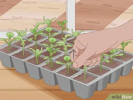 Image titled Grow Vegetables in New England Step 11